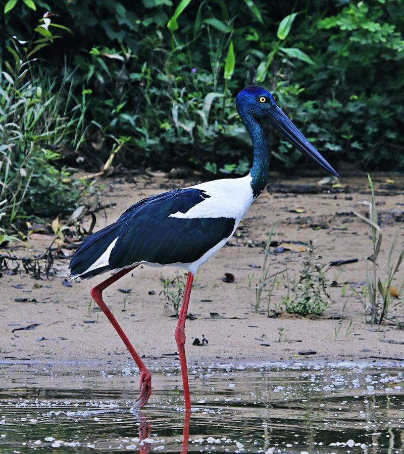 Villa Egrets Rest Daintree Exterior foto