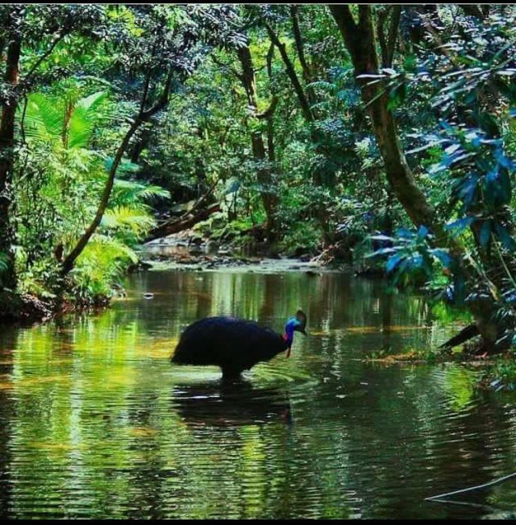 Villa Egrets Rest Daintree Exterior foto