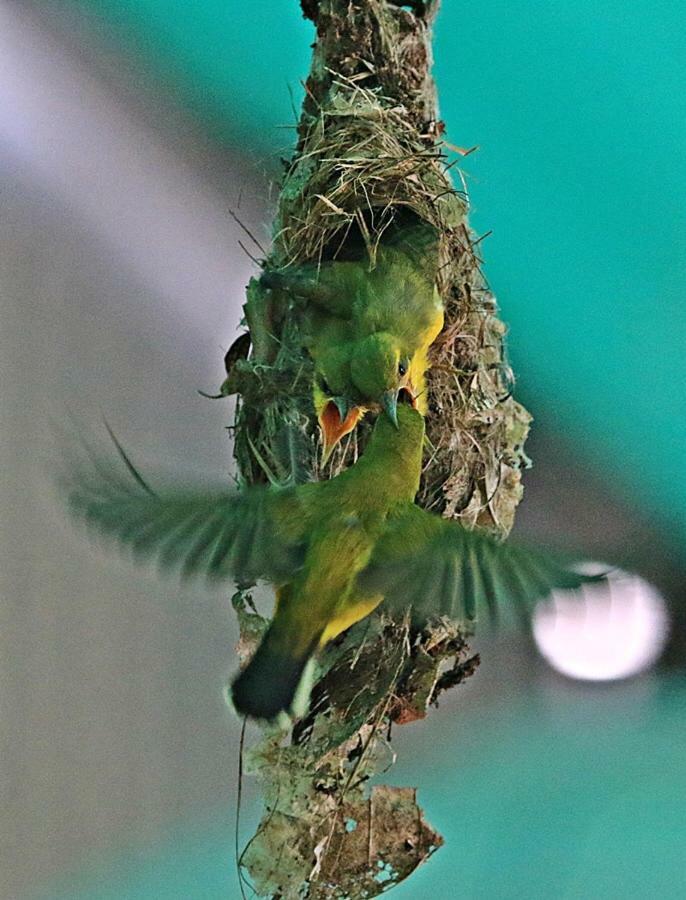 Villa Egrets Rest Daintree Exterior foto