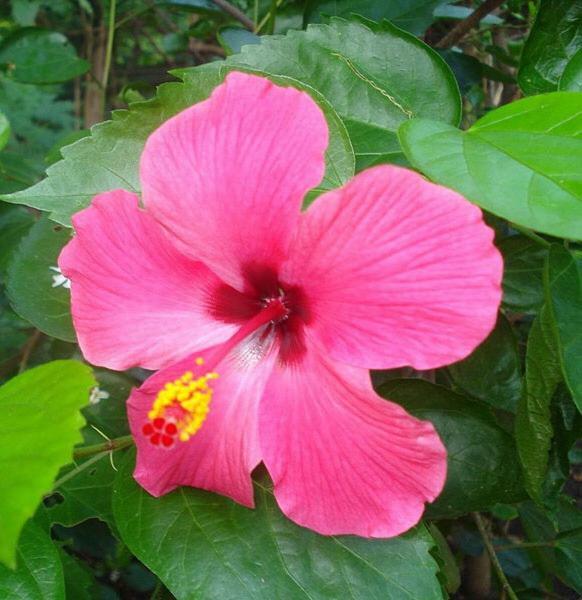 Villa Egrets Rest Daintree Exterior foto