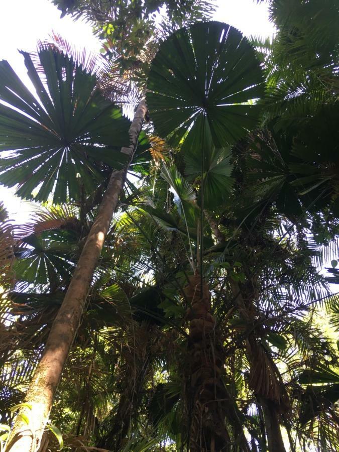Villa Egrets Rest Daintree Exterior foto